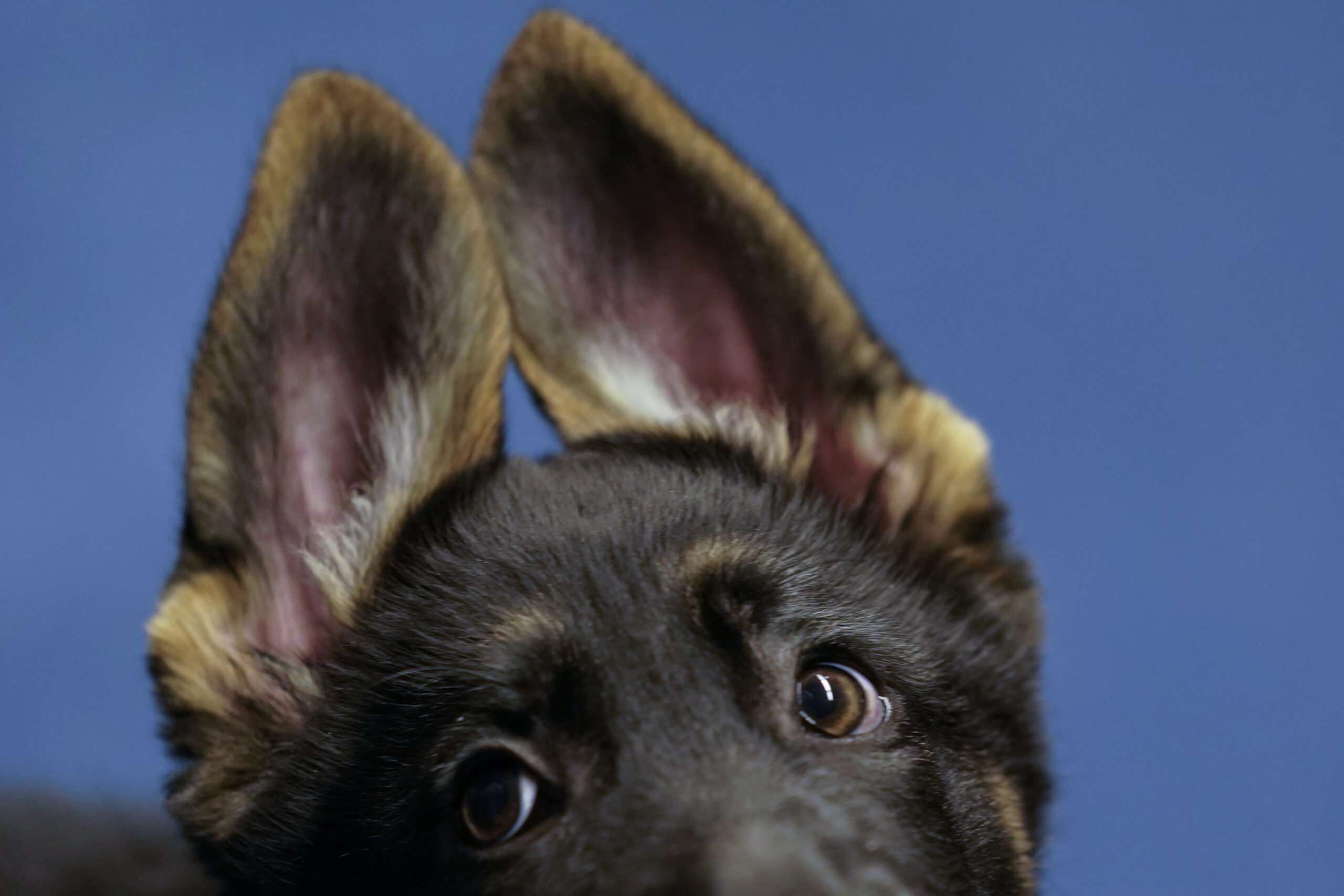 WATCH: Community demands accountability after three-month-old puppy is euthanized