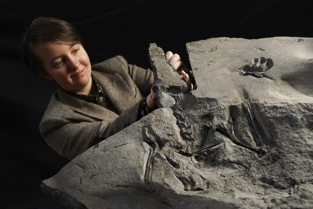 170-million-year-old pterodactyl skeleton found in Scotland