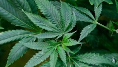 No splendor in the grass: Study shows even medical marijuana use is harmful