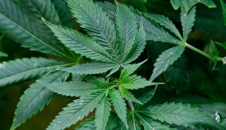 No splendor in the grass: Study shows even medical marijuana use is harmful