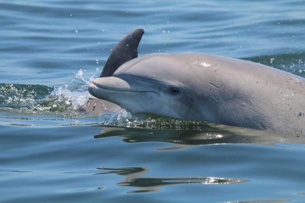 WATCH: Dolphin attacks Miami Seaquarium trainer midshow
