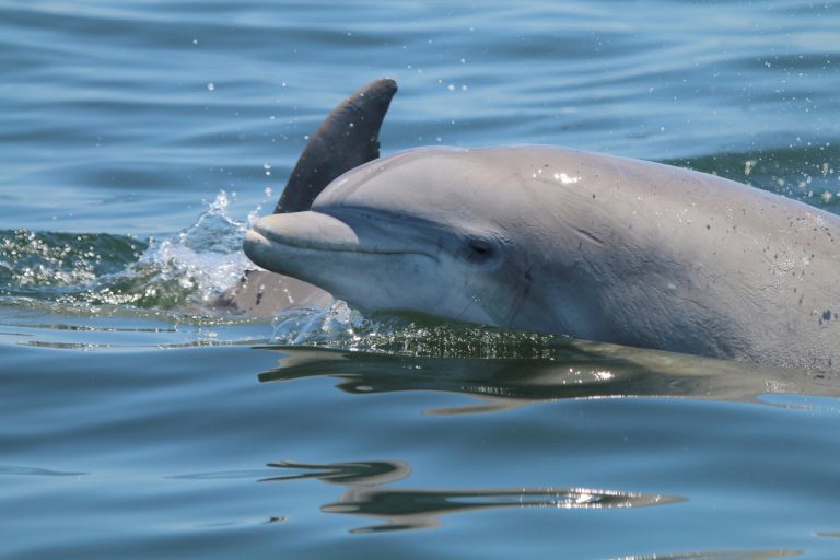 WATCH: Dolphin attacks Miami Seaquarium trainer midshow