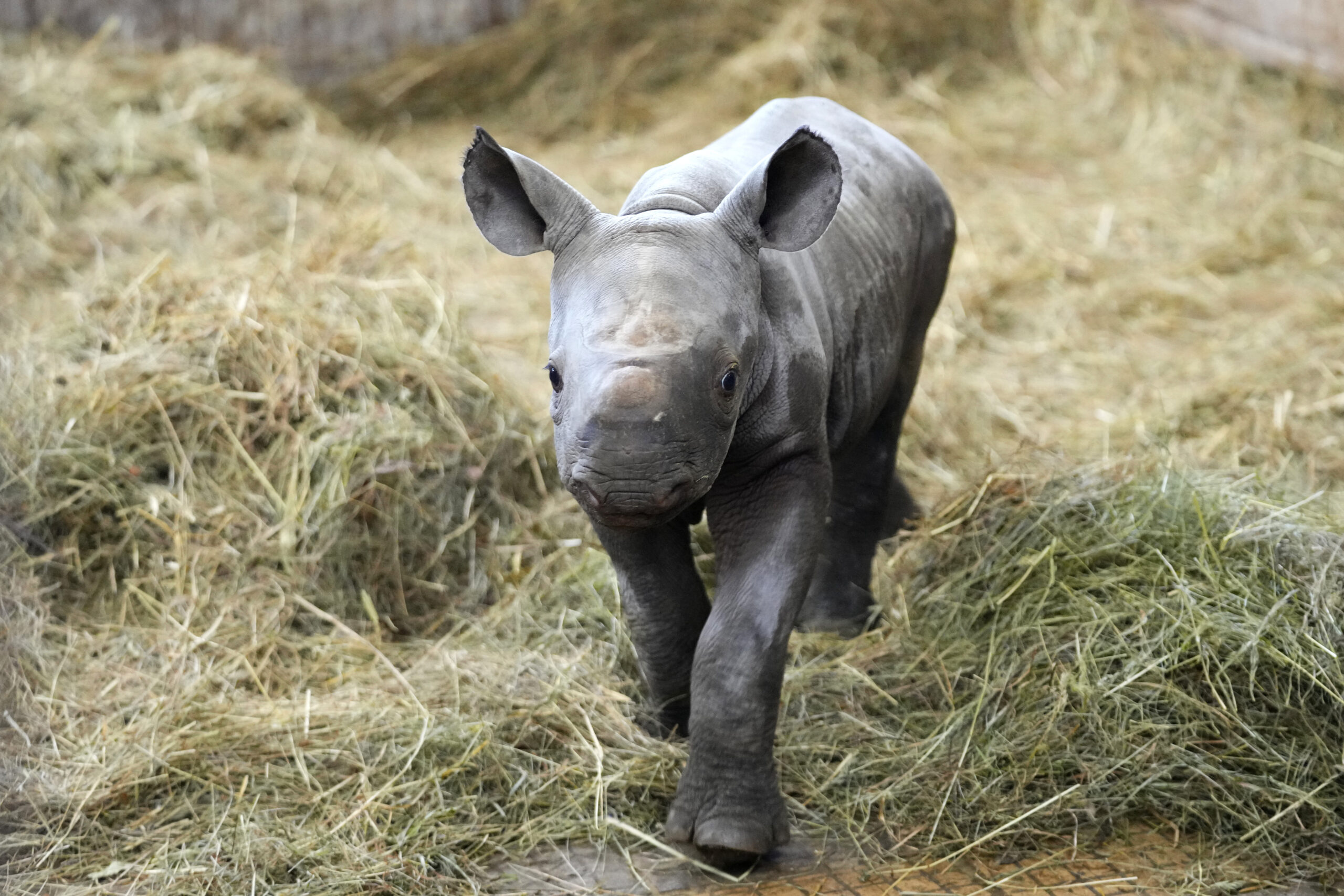 Czech zoo welcomes endangered rhino named Kyiv