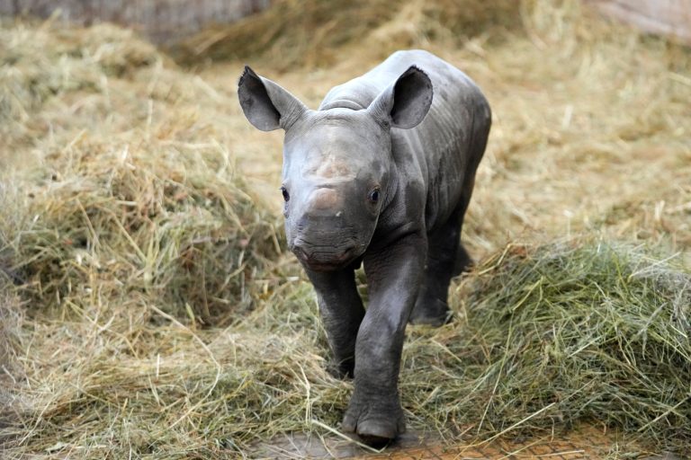 Czech zoo welcomes endangered rhino named Kyiv