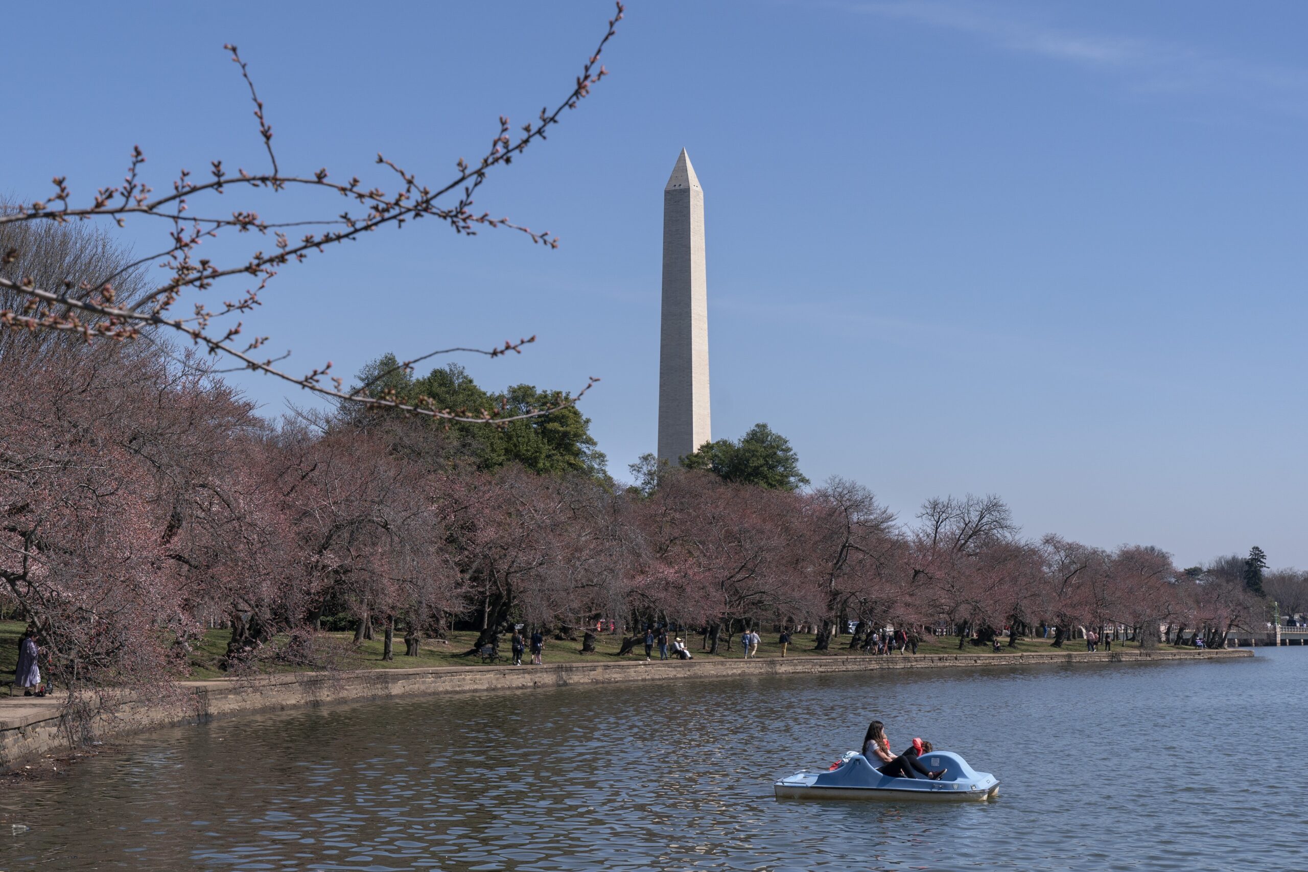 SEE IT: National Cherry Blossom Festival is back, peak bloom just days away