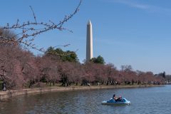 SEE IT: National Cherry Blossom Festival is back, peak bloom just days away