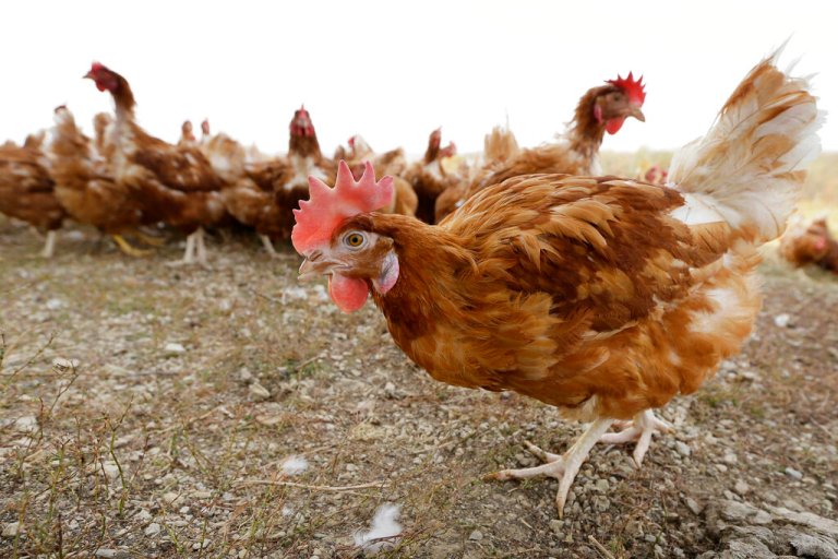 Flock of 570,000 chickens to be killed after coming down with bird flu