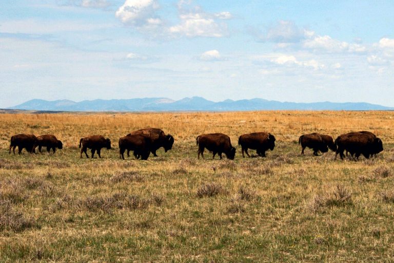 A herd of bison move through land controlled by the American Prairie Reserve south of Malta, Montana.  (AP Photo/Matt Brown)