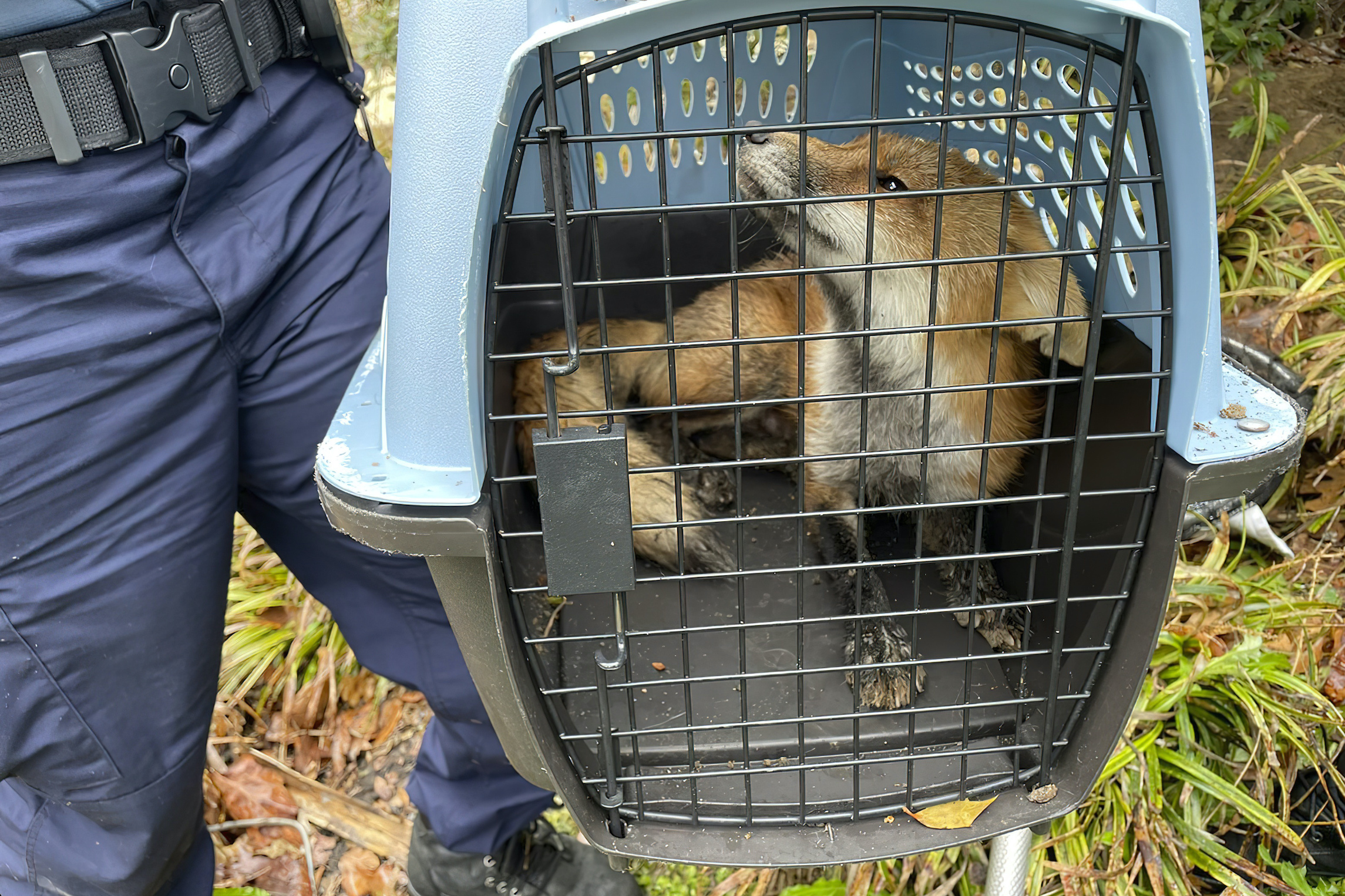 Rep. Ami Bera attacked by fox outside Capitol