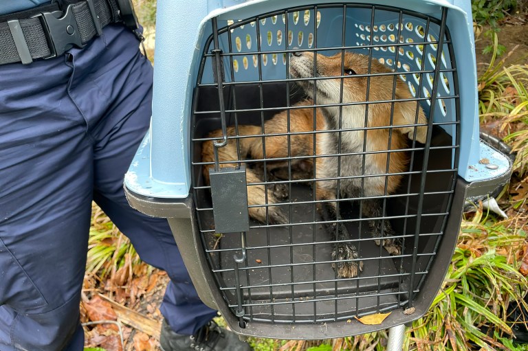 Rep. Ami Bera attacked by fox outside Capitol