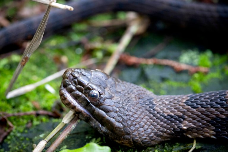 An Arizona man is facing charges after police found 183 animals in a freezer.  (AP Photo/Stephen B. Morton)