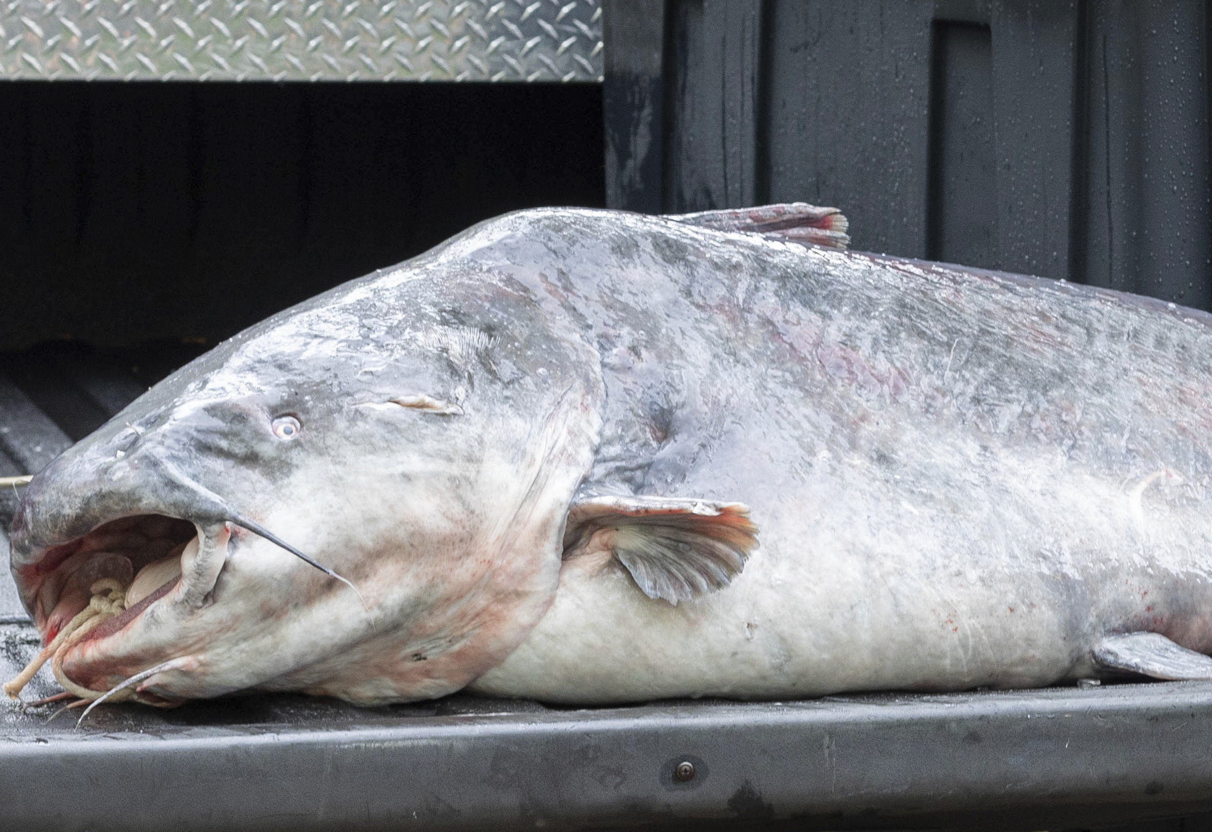 Catfish king: Man catches 67-pound monster fish