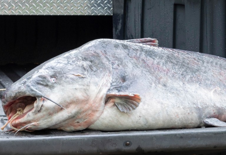 Catfish king: Man catches 67-pound monster fish