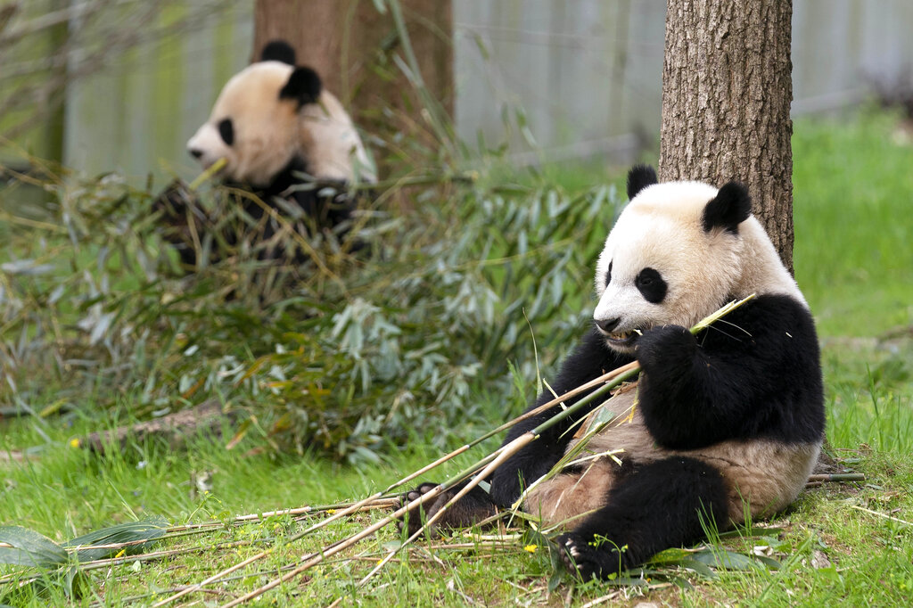 Giant Pandas