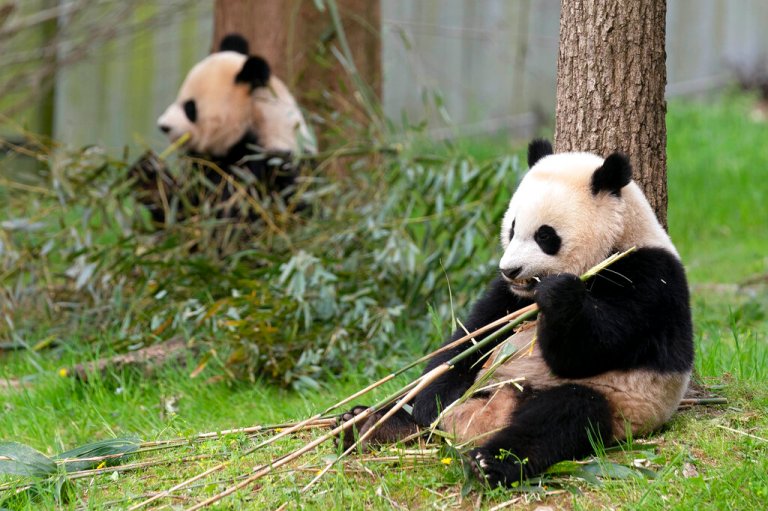 Giant pandas Mei Xiang, left, and her cub Xiao Qi Ji eat bamboo at the Smithsonian's National Zoo in Washington, Saturday, April 16, 2022. 