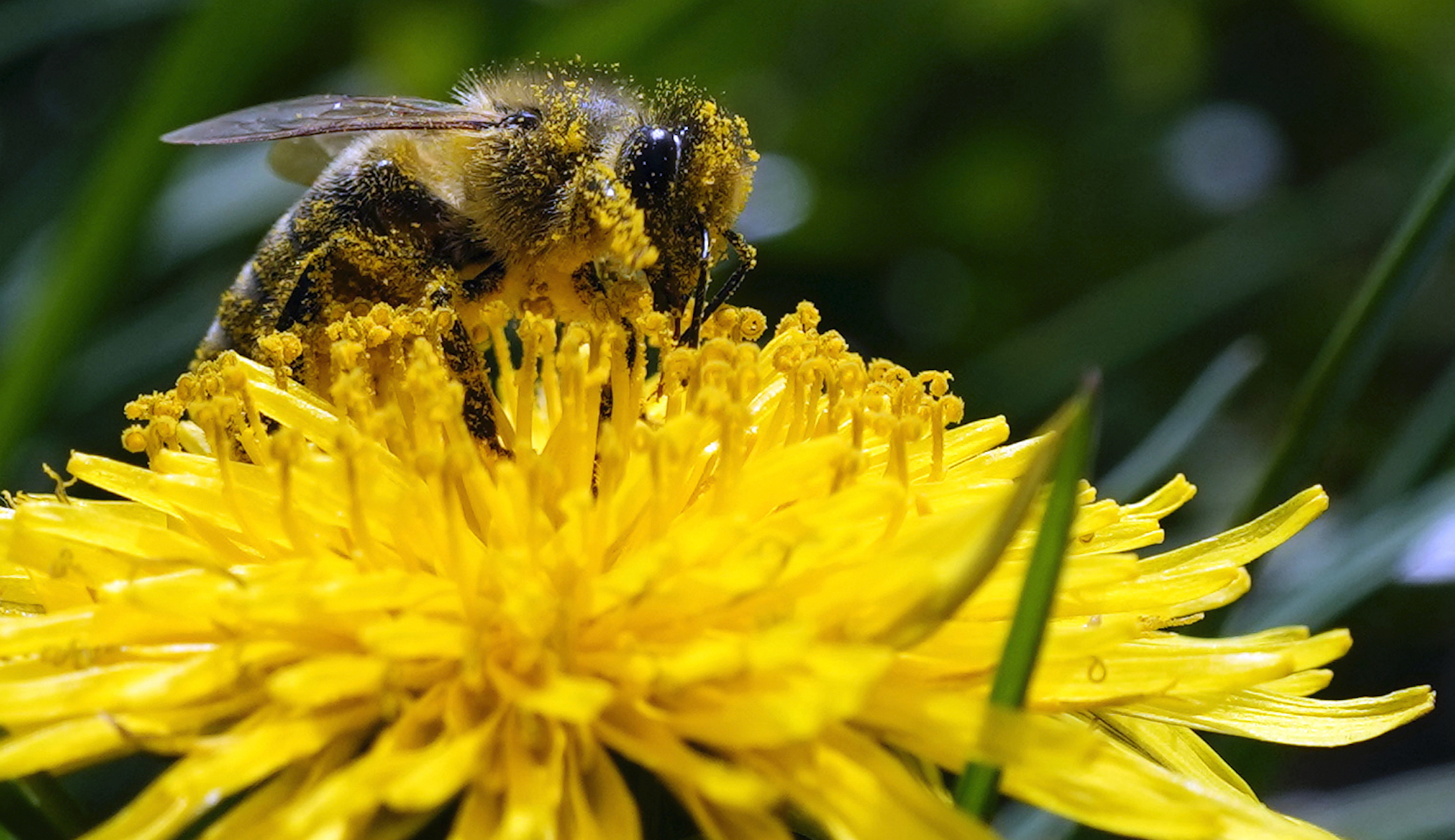 Just like the bees, the ‘Beepocalypse’ myth isn’t dying
