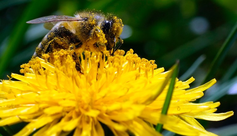 A bee searches for pollen on a flower during a sunny spring day in Belgrade, Serbia, Friday, April 8, 2022.