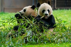 Government shutdown: Smithsonian’s National Zoo’s farewell event for pandas could be cut short