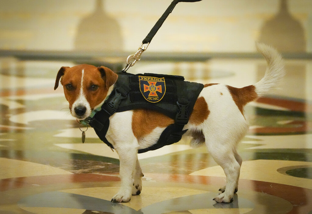 Mine-sniffing dog Patron barks at Trudeau as Zelensky awards him medal