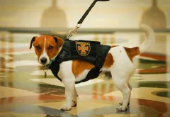 Mine-sniffing dog Patron barks at Trudeau as Zelensky awards him medal