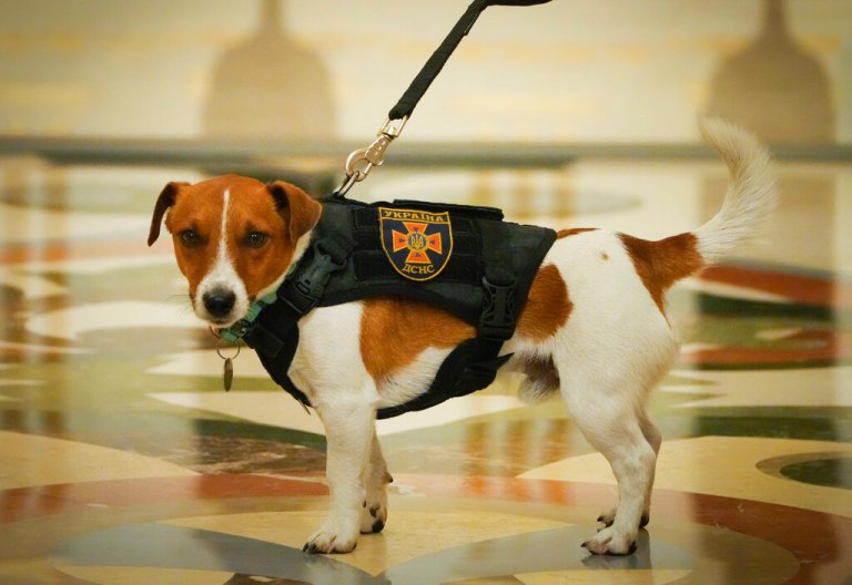 Patron, a Ukrainian mine-sniffing dog, Sunday.