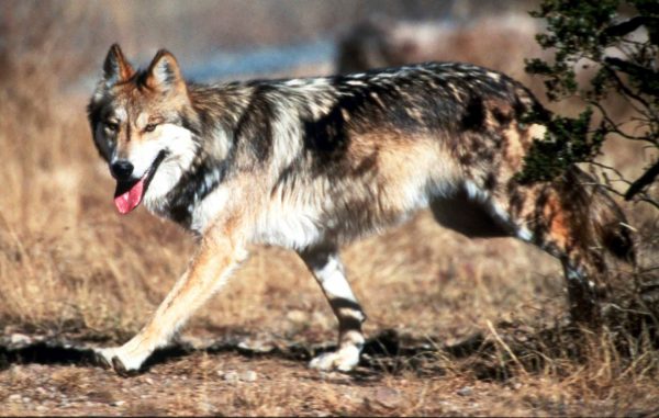 Crying wolf: One of three gray wolves found in New York in decades killed