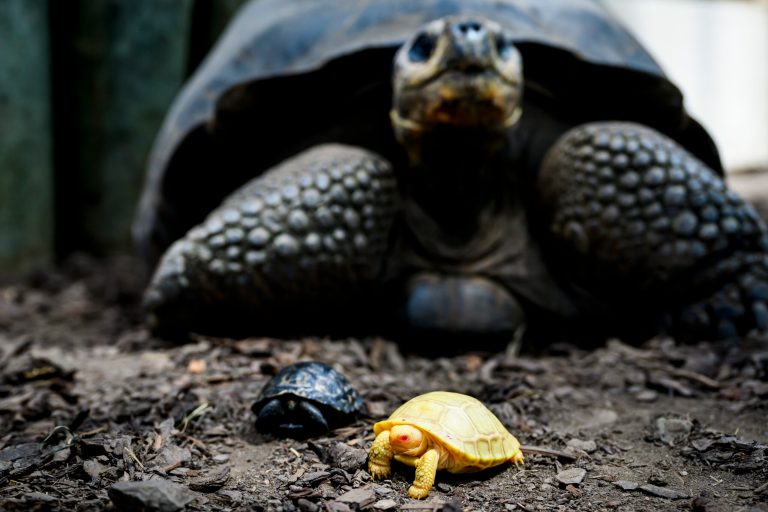 ‘Phenomenon’: Rare albino tortoise is first to hatch in captivity