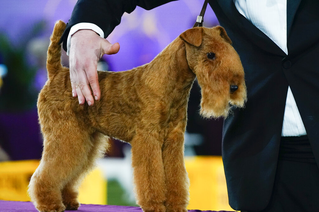 DC bill to allow judges to decide custody and welfare for pets in divorce cases