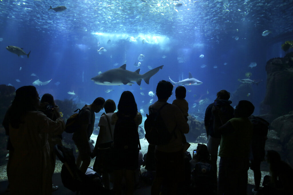 An agreement with bite: Welcoming new protections for sharks