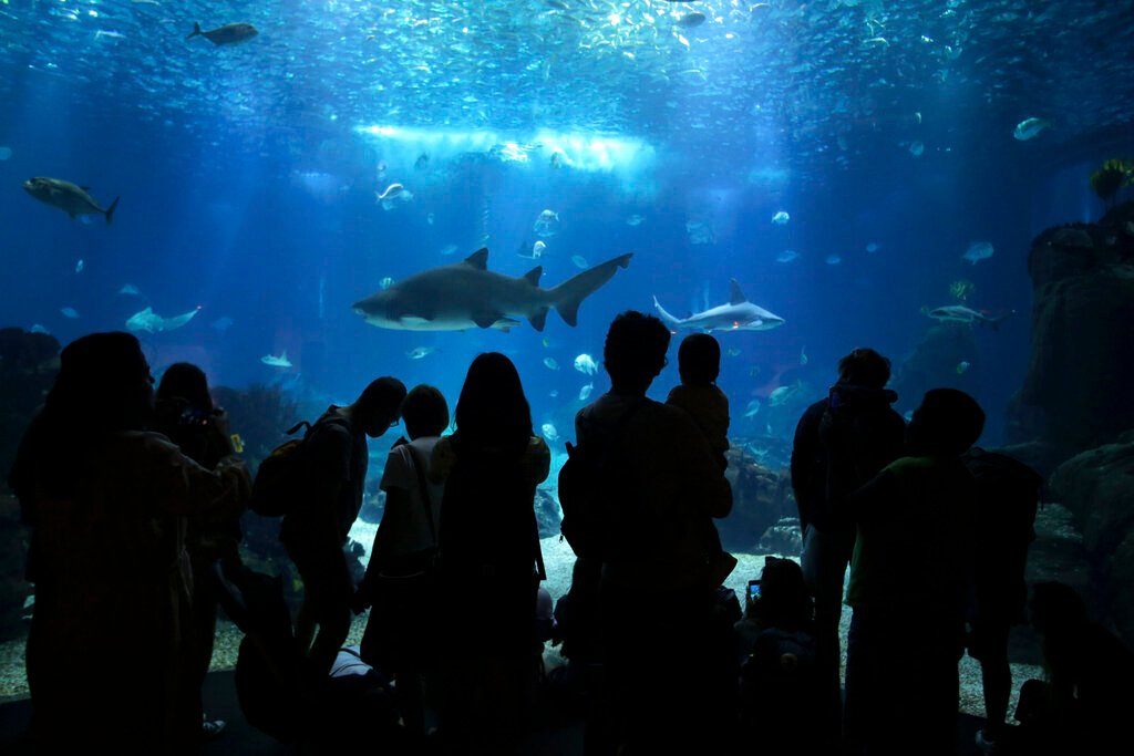 An agreement with bite: Welcoming new protections for sharks