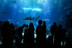 An agreement with bite: Welcoming new protections for sharks