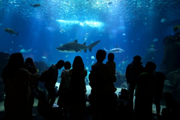 An agreement with bite: Welcoming new protections for sharks