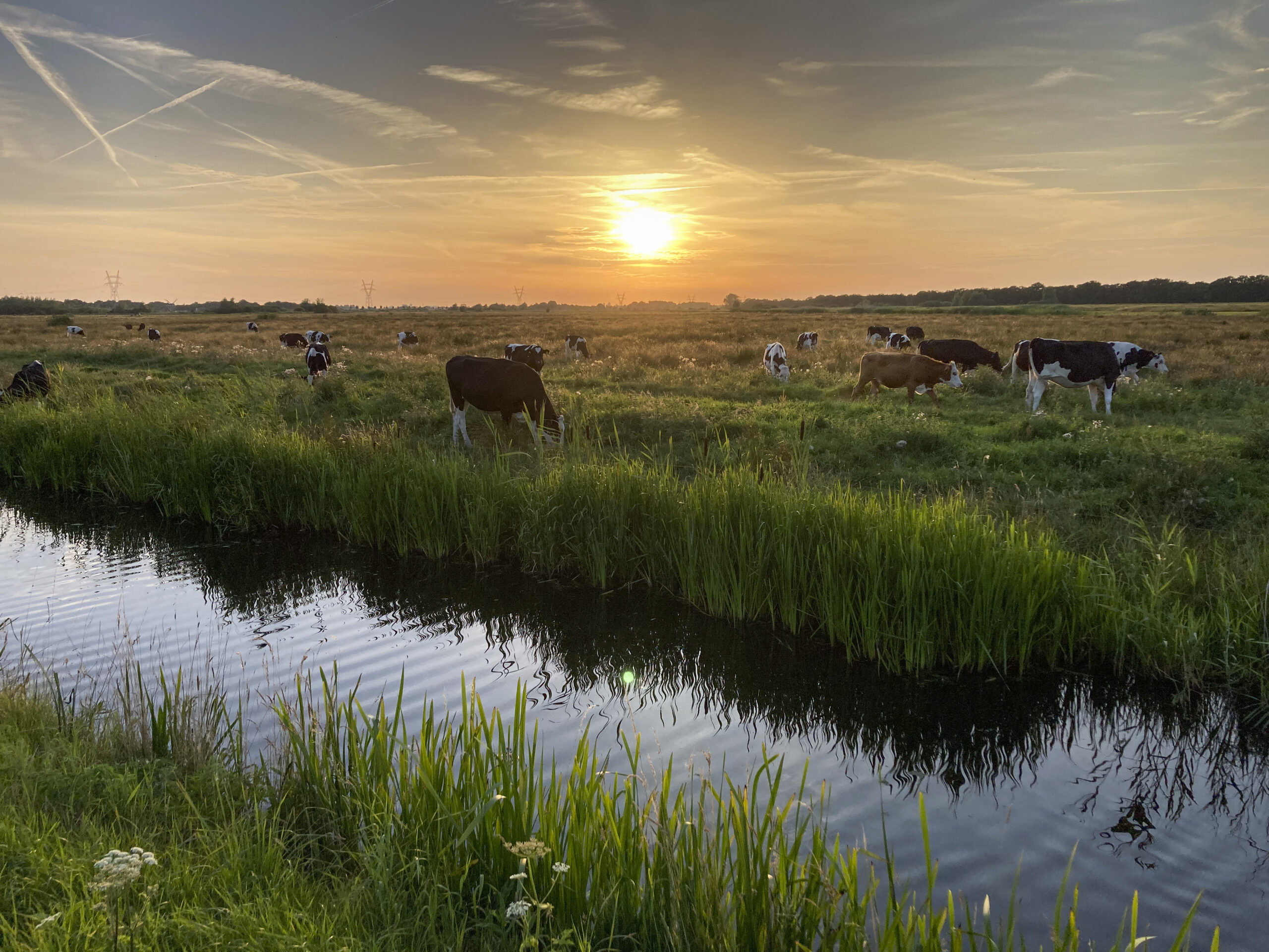 How farmers angry about green rules helped spur Dutch government’s collapse