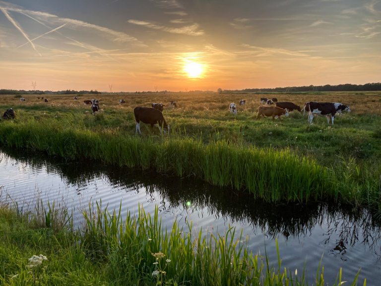 Netherlands to buy out and close 3,000 farms to meet climate goals