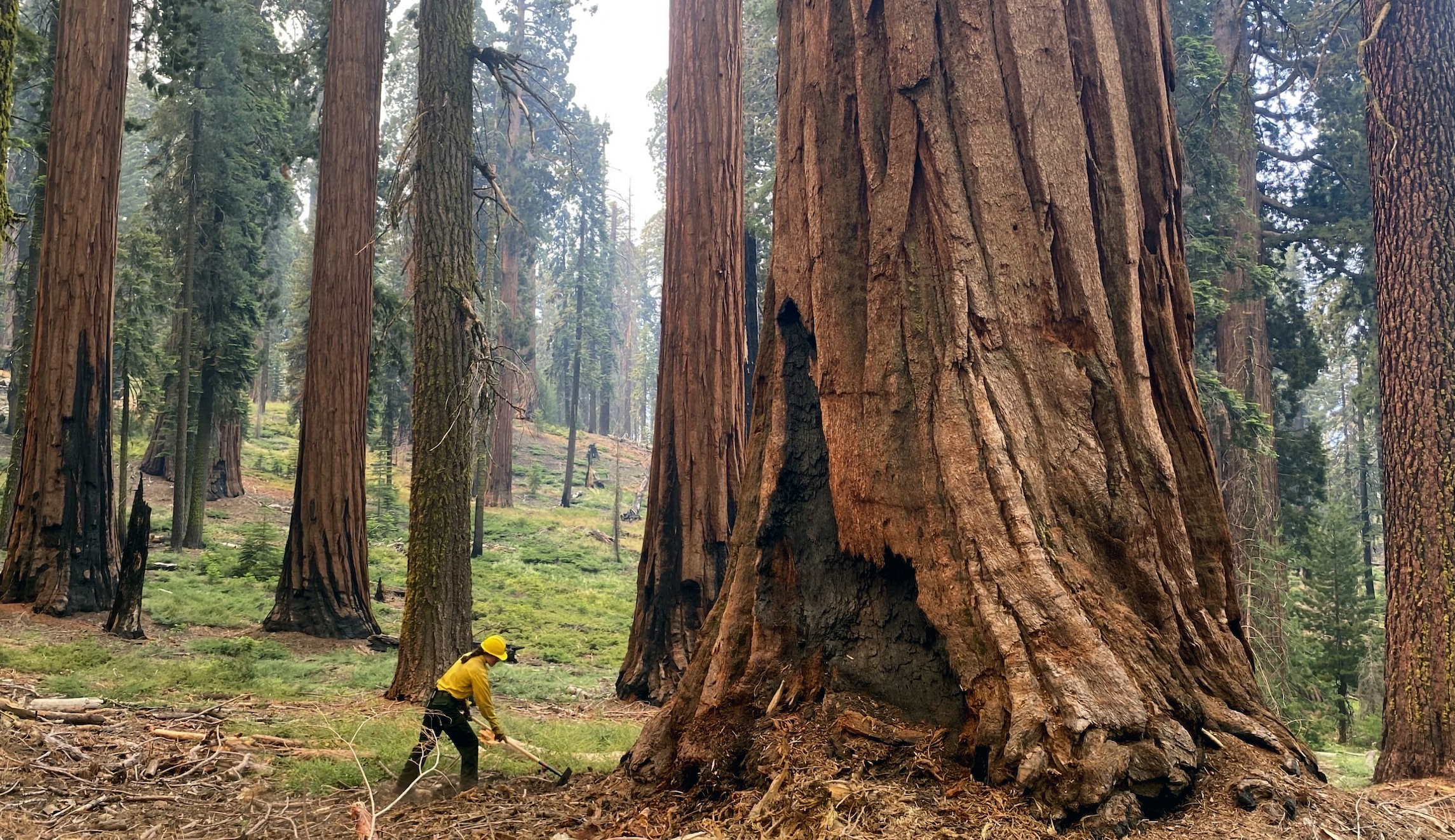 Old-growth forests, like the giant sequoias, are a secret climate weapon