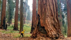 Old-growth forests, like the giant sequoias, are a secret climate weapon