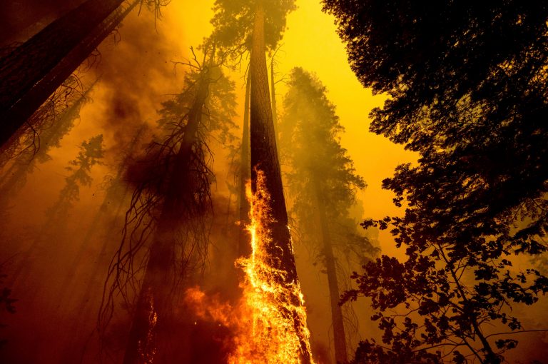 Flames burn up a tree as part of the Windy Fire in the Trail of 100 Giants grove in Sequoia National Forest, Calif.