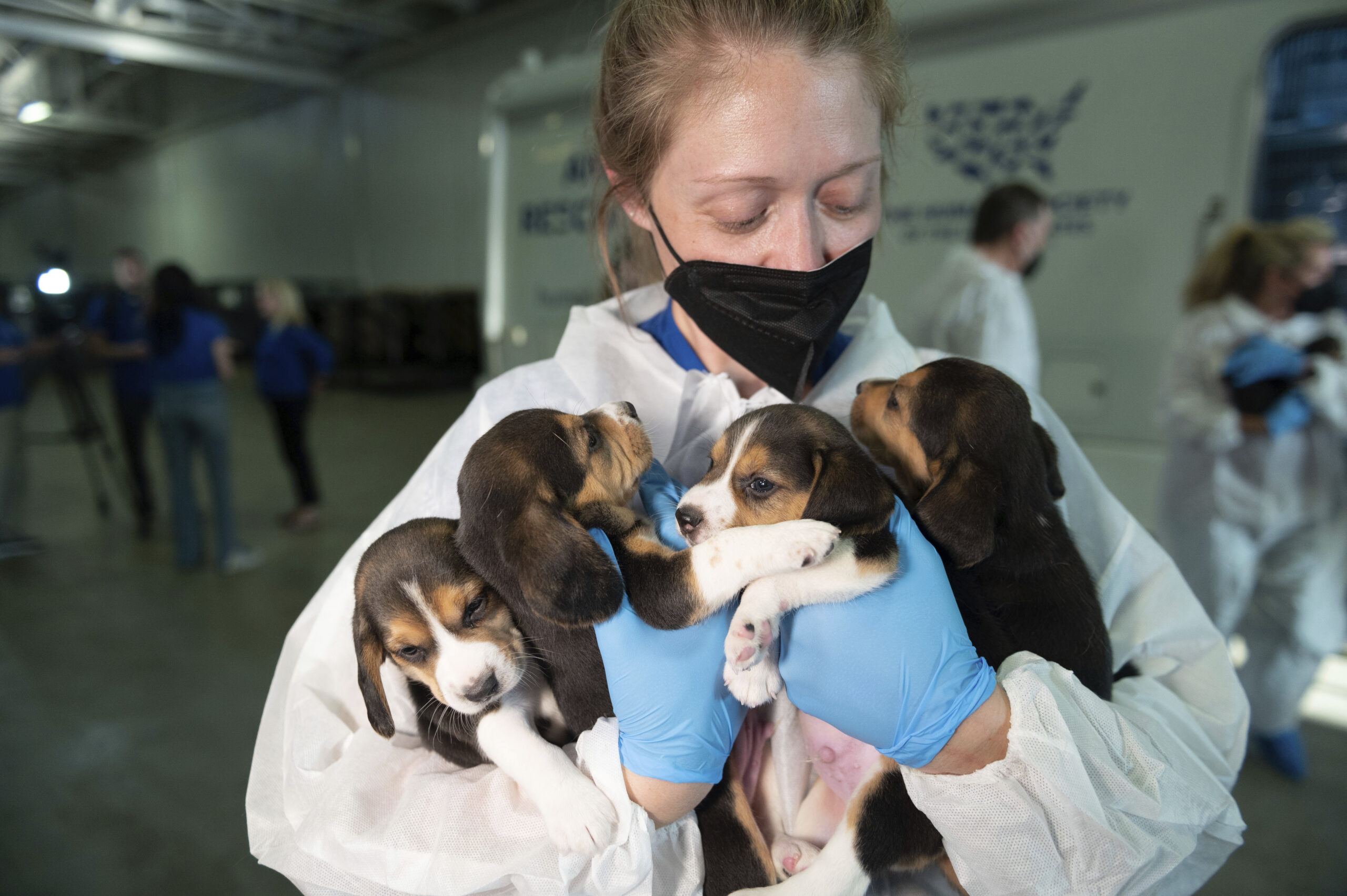 All 4,000 beagles have been removed from Virginia research facility