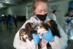 All 4,000 beagles have been removed from Virginia research facility