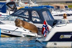 Norway puts down beloved walrus Freya, destroyer of boats