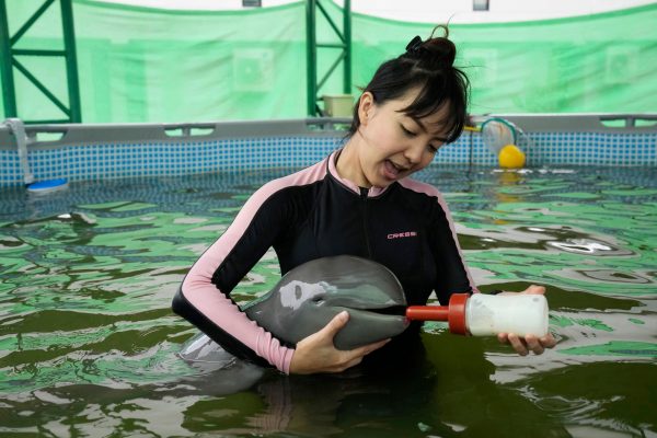 SEE IT: Sick baby dolphin recovers thanks to volunteers tube-feeding it milk