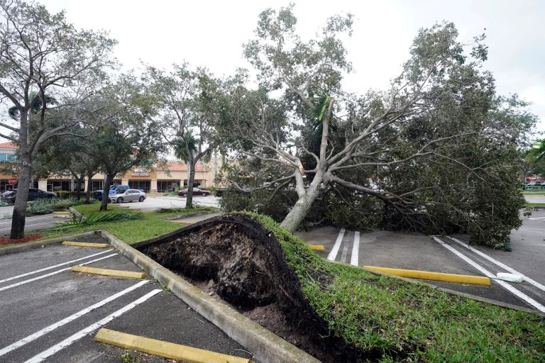 An uprooted tree, toppled by strong winds from the outer bands of Hurricane Ian, rests in a parking lot of a shopping center on Sept. 28, 2022, in Cooper City, Florida.