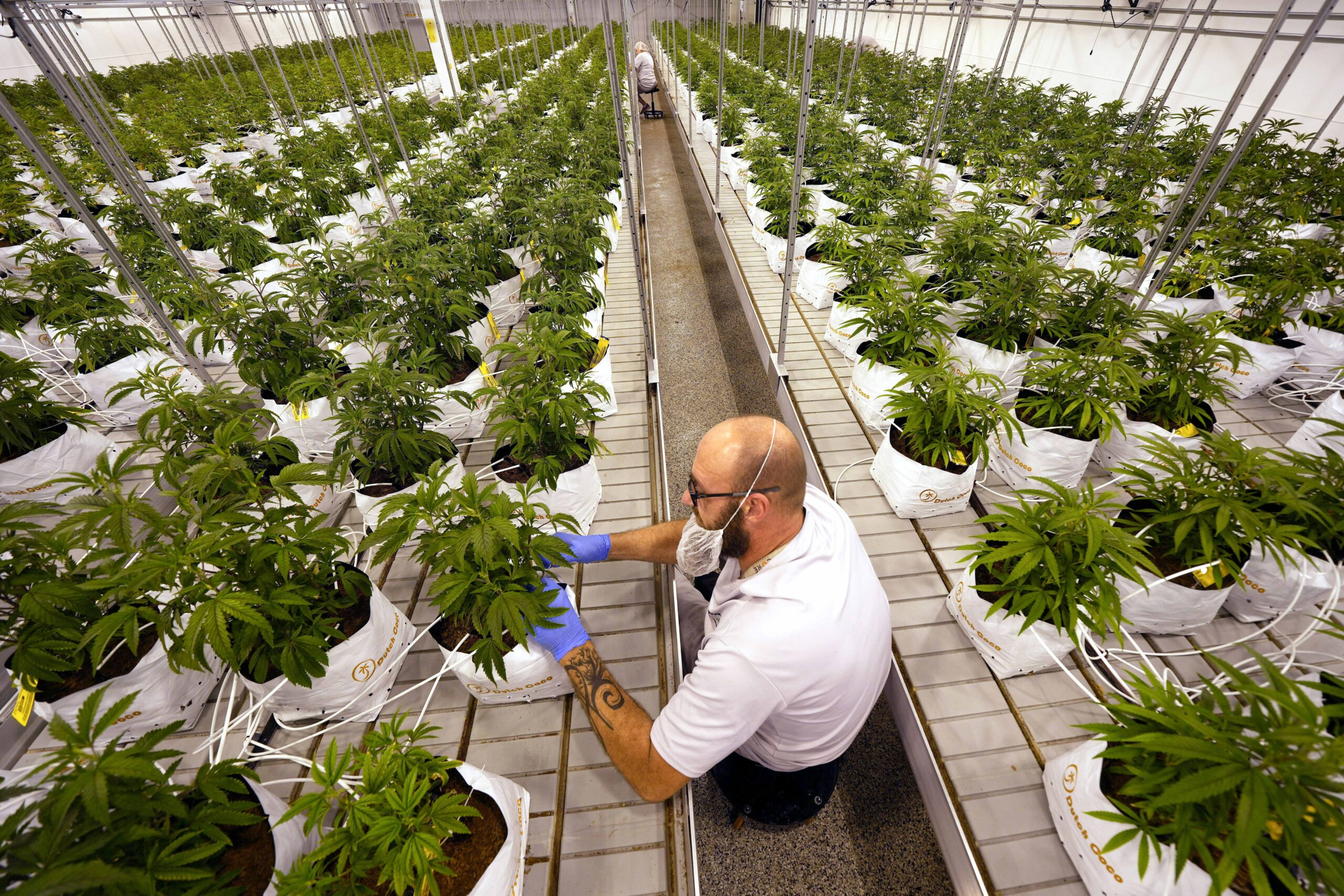 Missouri revokes marijuana manufacturing license four months after suspension