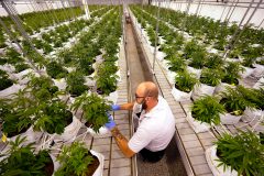 Missouri revokes marijuana manufacturing license four months after suspension