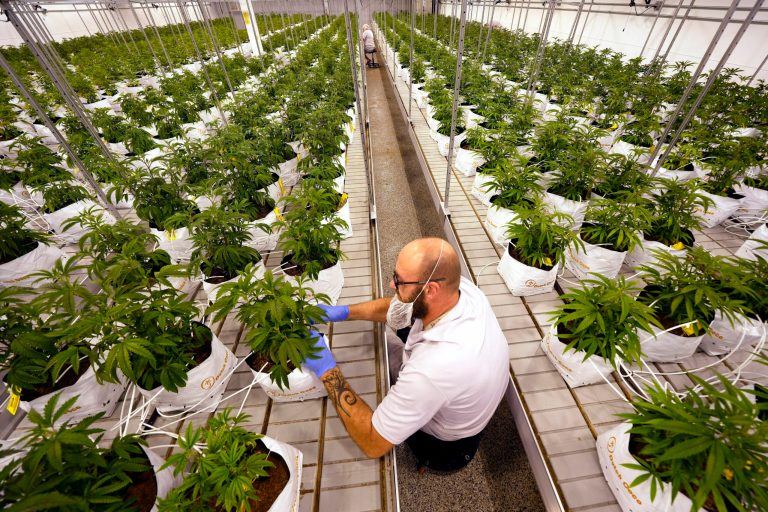 Missouri revokes marijuana manufacturing license four months after suspension