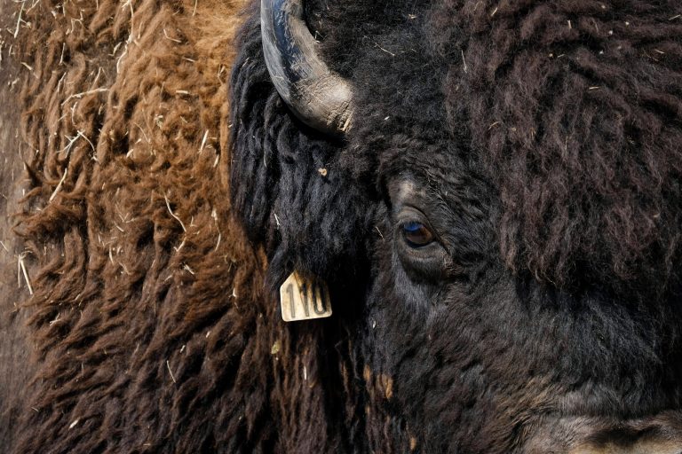 Bison gores woman at Yellowstone National Park