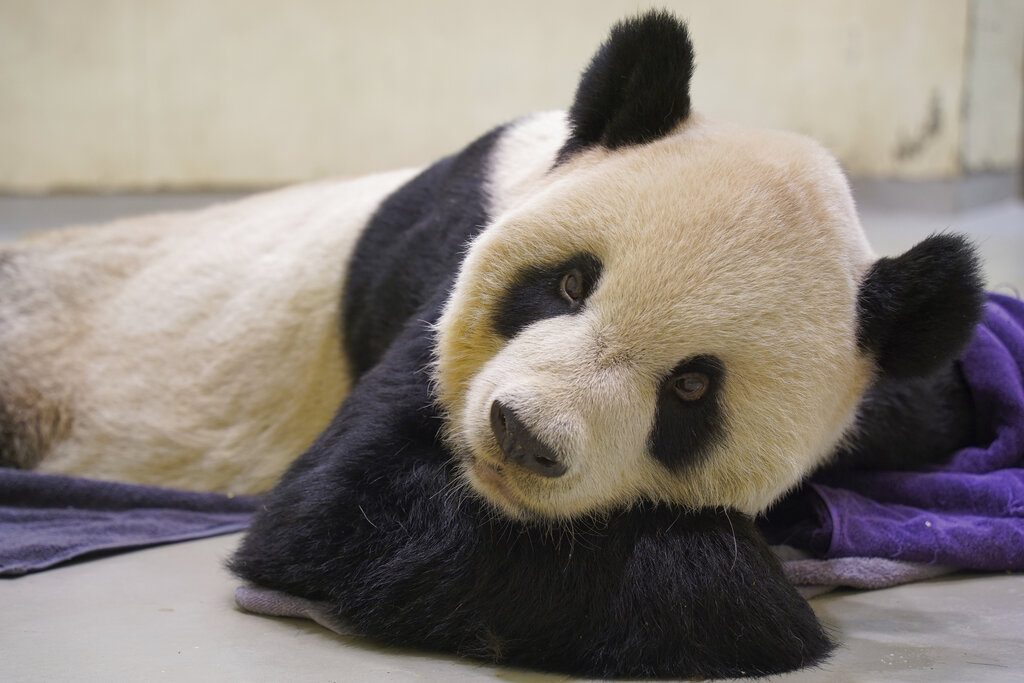 Symbol of reunion with China, panda Tuan Tuan dies in Taipei