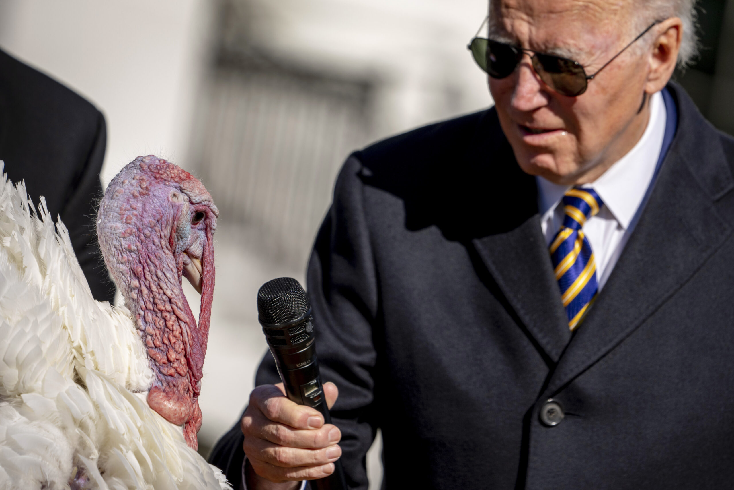 PETA lays groundwork for alternative Thanksgiving turkey pardon