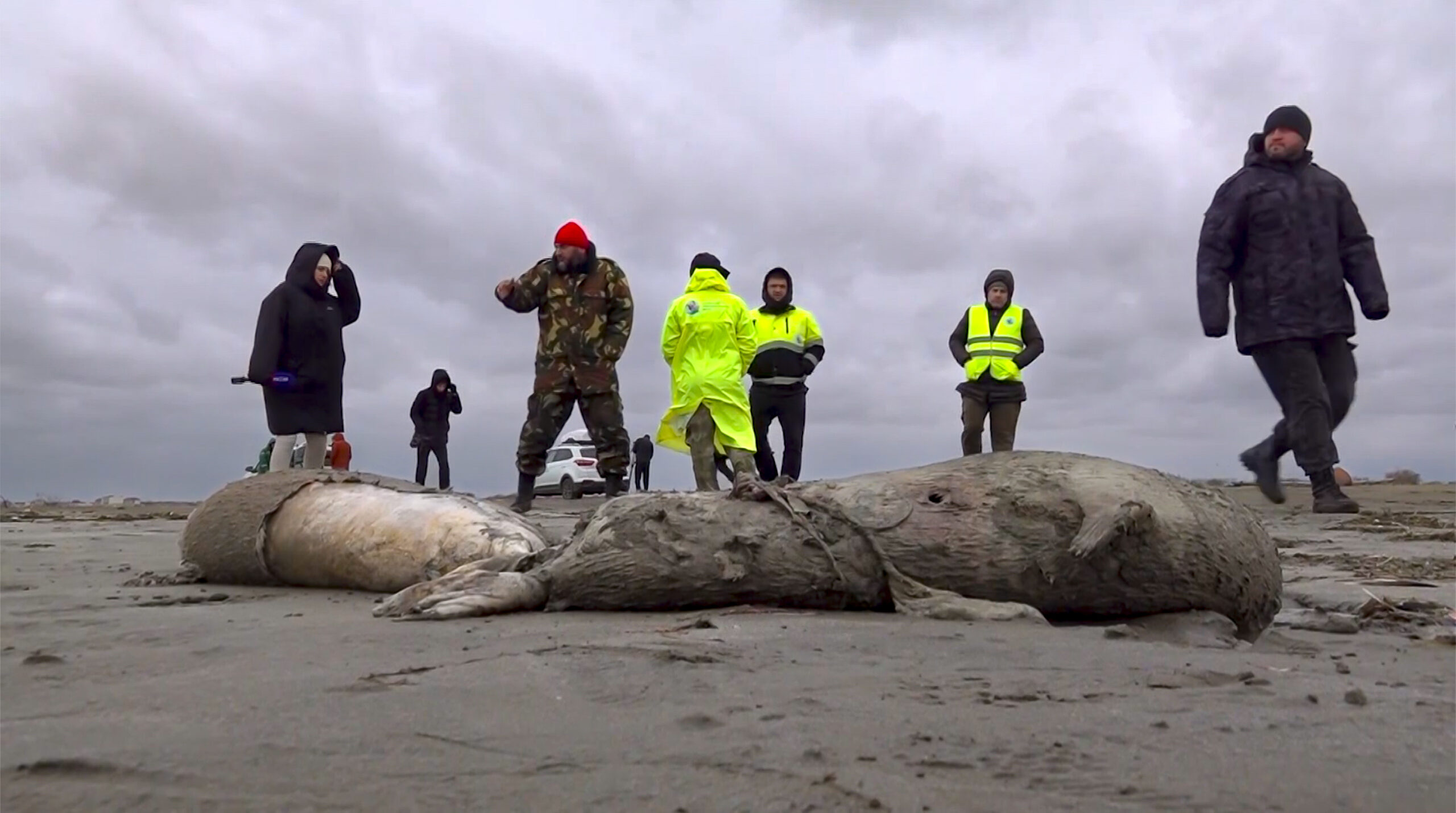 2,500 seals wash up dead on Russian Caspian Sea coast
