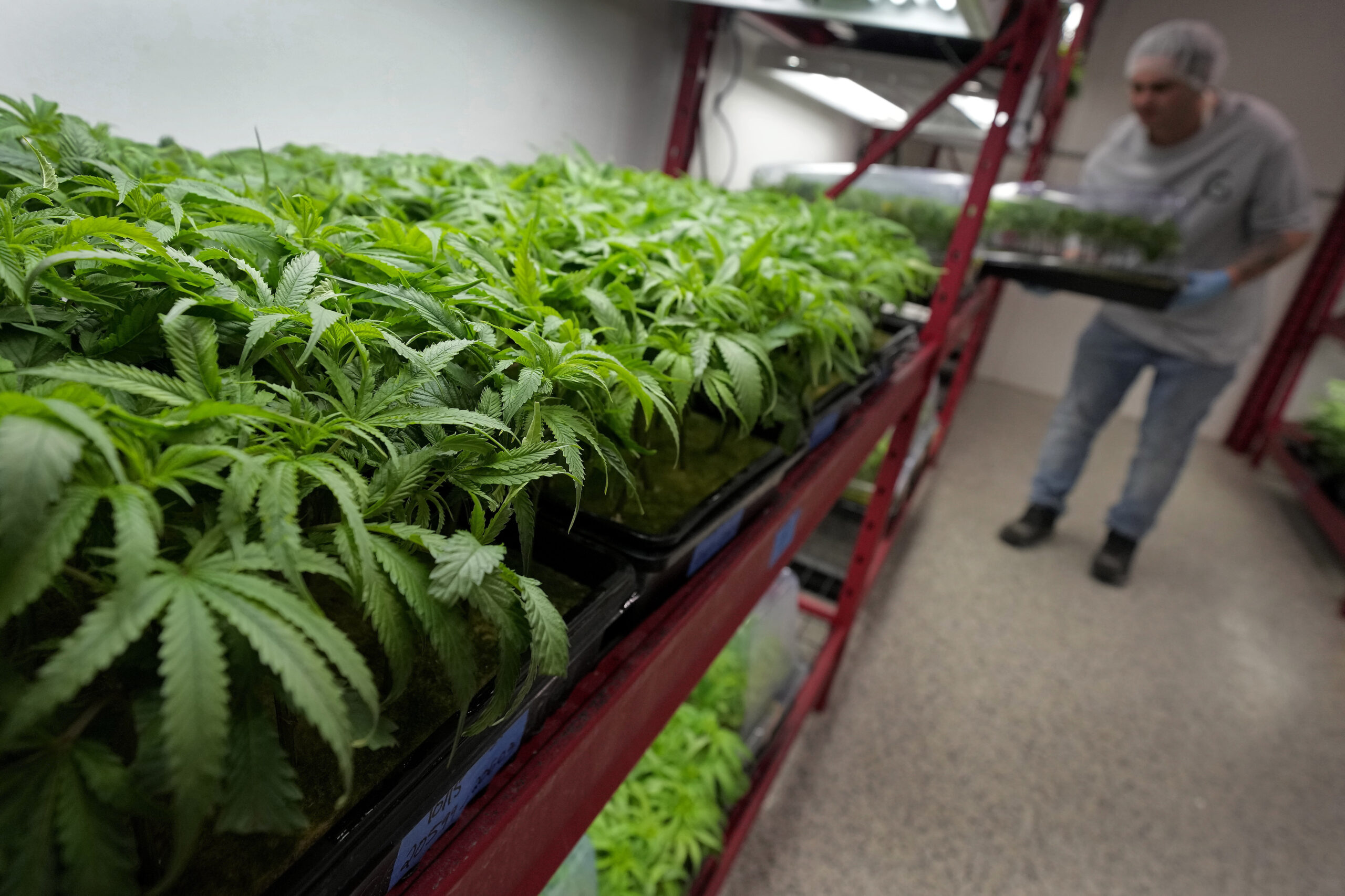 Up in smoke: Marijuana advocates dealt massive hit thanks to McConnell opposition